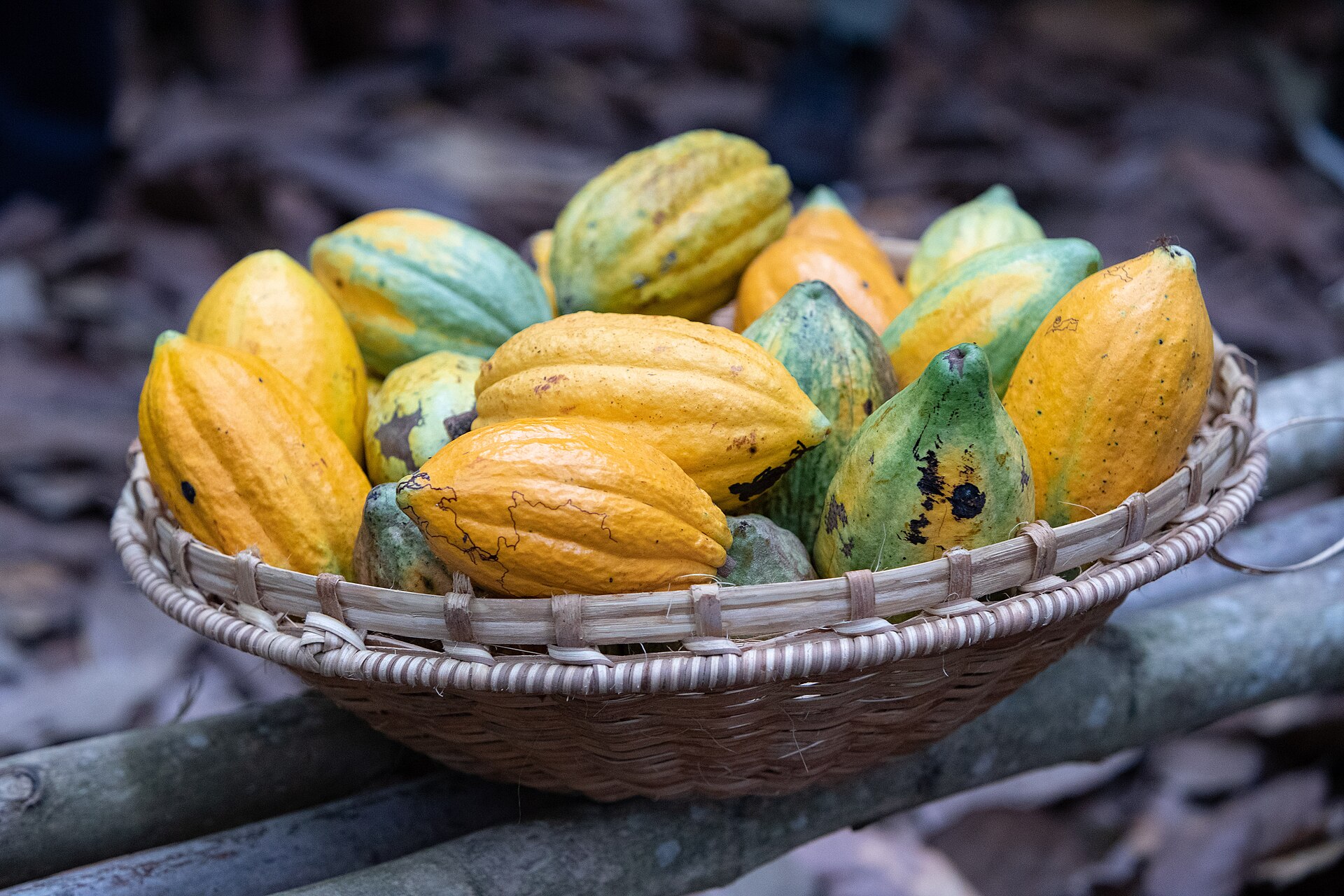 科特迪瓦可可豆 Cocoa pods from Côte d'Ivoire